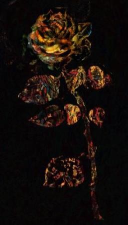 V. Z. Tea House Rose 
